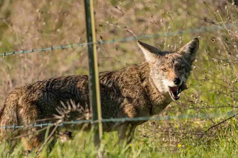 What Eats A Coyote? 11 Coyotes’ Predators Discussed