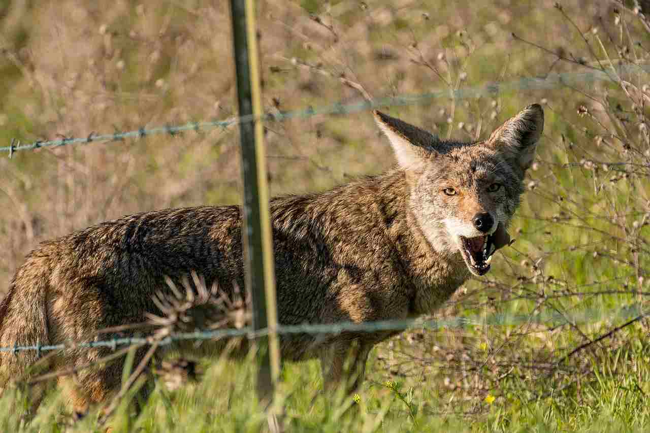 What Eats A Coyote: In Rare Cases of Anomalous Behavior, Coyotes are Known to Have Attacked Humans (Credit: Don DeBold 2018 .CC BY 2.0.)