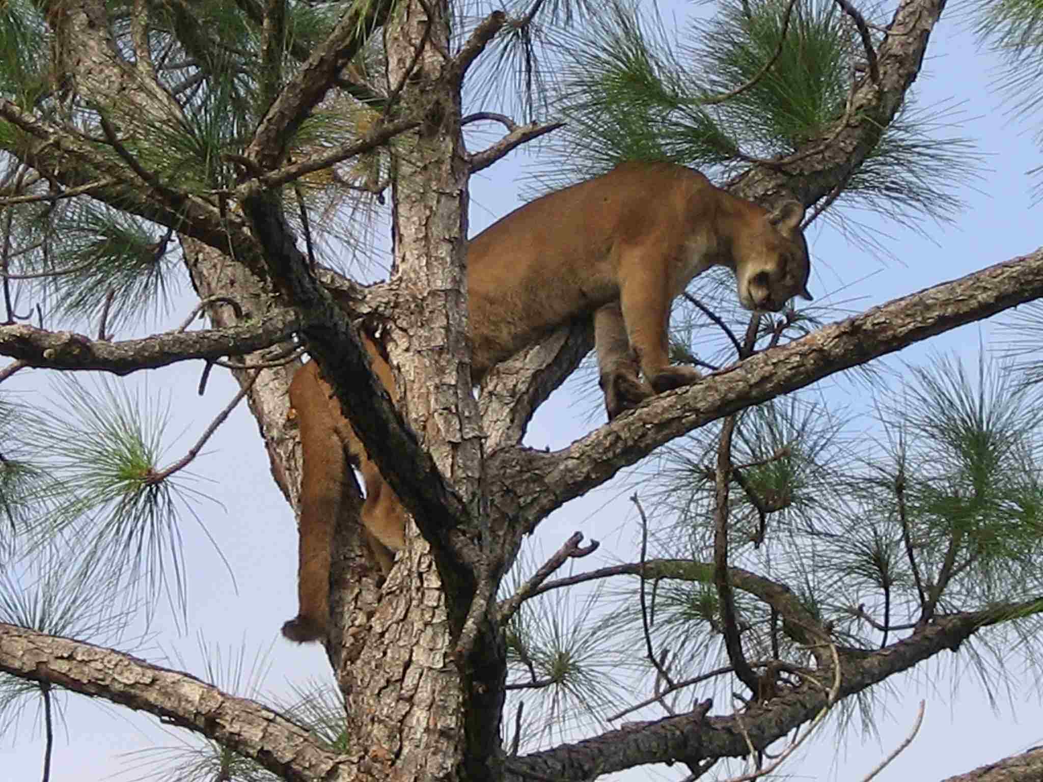 What Eats Eagles: Cougars are Potential Eagle-Predators by Reason of Their Agility (Credit: U.S. Fish and Wildlife Service Southeast Region 2007, Uploaded Online 2010 .CC BY 2.0.)