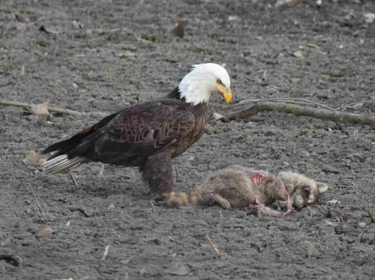 What Eats Eagles? 13+ Predators of the Eagle Discussed