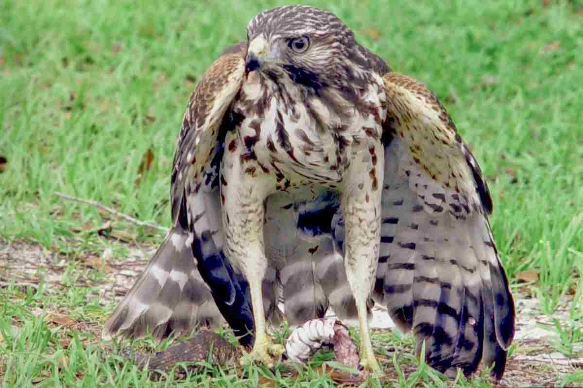 What Eats A Hawk: Snakes Smaller Than Pythons are Often Prey for Hawks (Credit: Everglades NPS 2008)