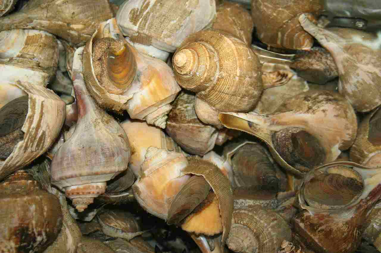 What Eats Limpets: Carnivorous Mollusks like Whelks Can Prey On Limpets (Credit: ChildofMidnight 2009 .CC BY-SA 3.0.)