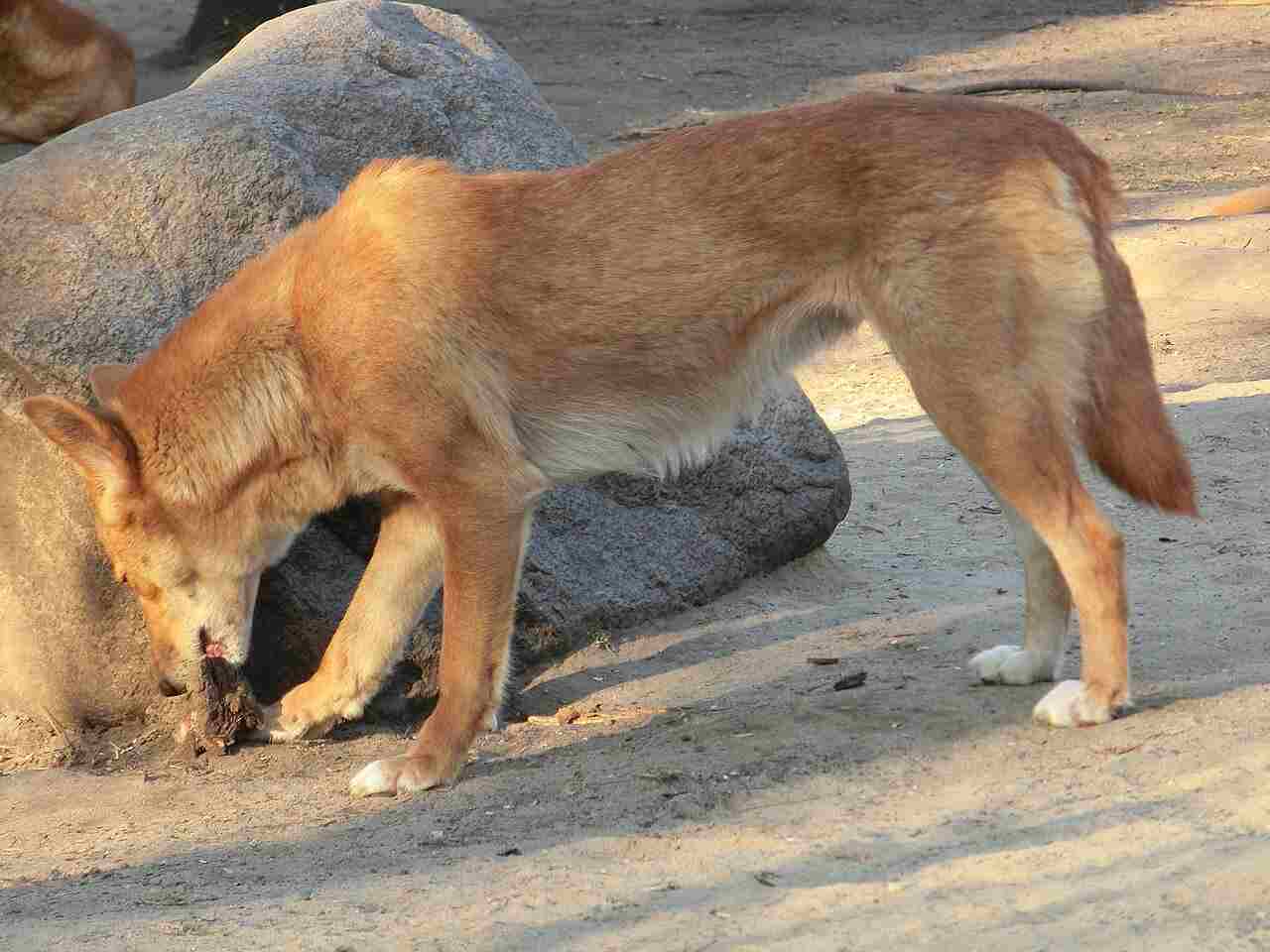 What Eats Lizards: Secondary Consumers like Dingoes and Coyotes Can Prey On Lizards (Credit: Inugami-bargho 2012 .CC BY-SA 3.0.)