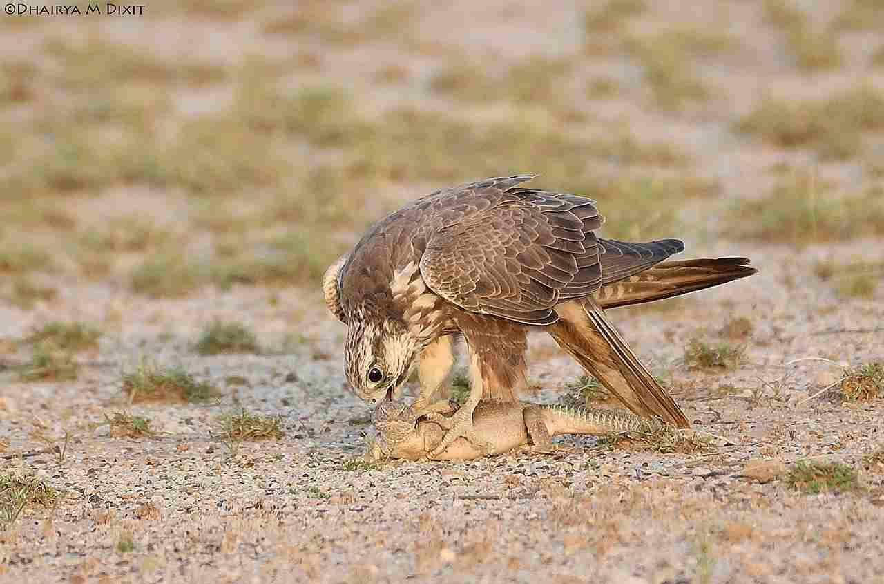 What Eats Lizards: Red-Tailed Hawks, as well as Falcons, Consume Lizards in Desert Areas (Credit: Dhairya dixit 2017 .CC BY-SA 4.0.)