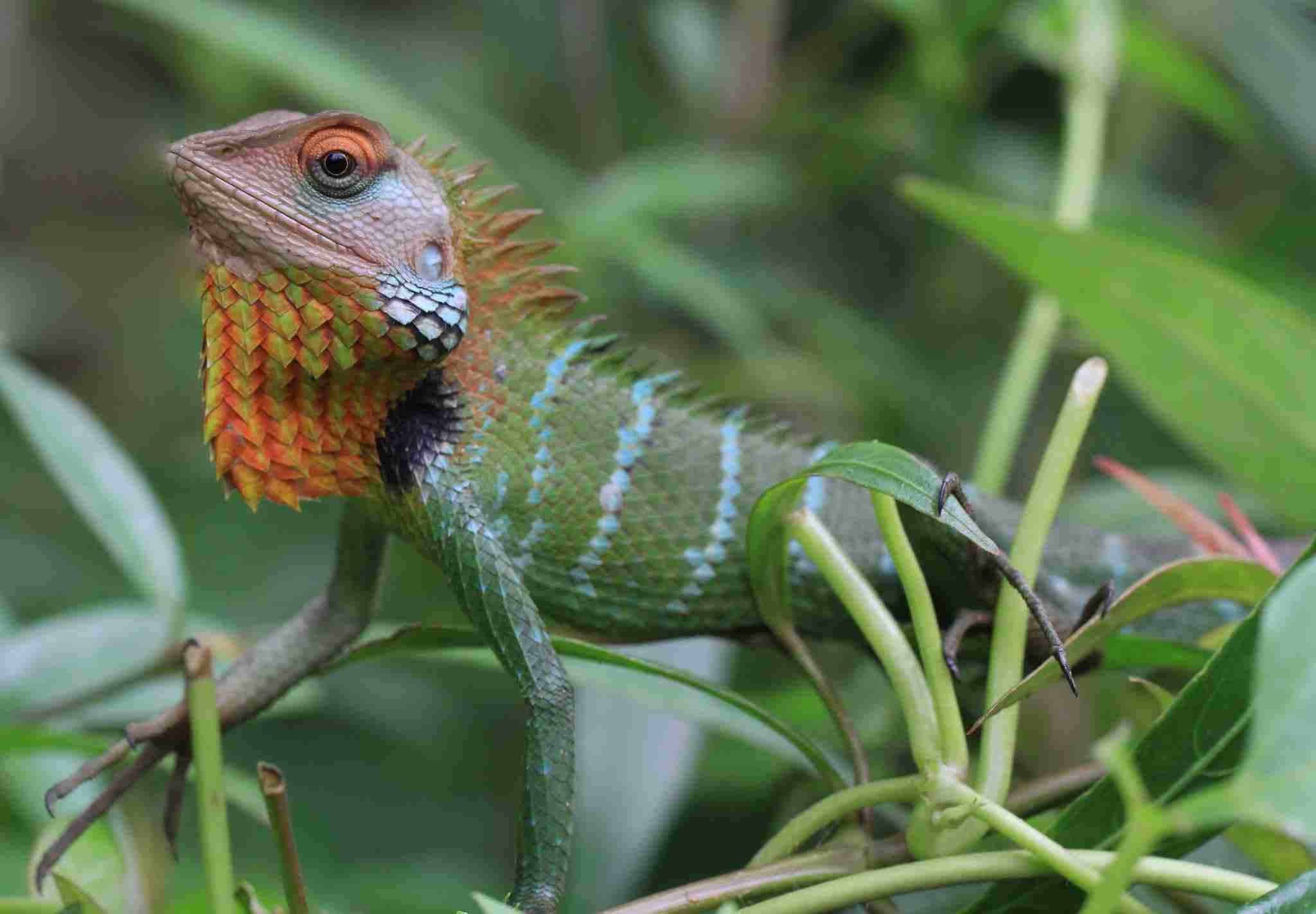 What Eats Lizards: Lizards Inhabit a Broad Range of Environments Due to Their Adaptability (Credit: Miltos Gikas 2011, Uploaded Online 2012 .CC BY 2.0.)