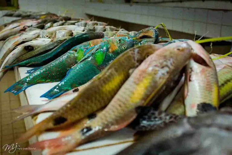 What Eats a Parrotfish? 7+ Parrotfish Predators Discussed