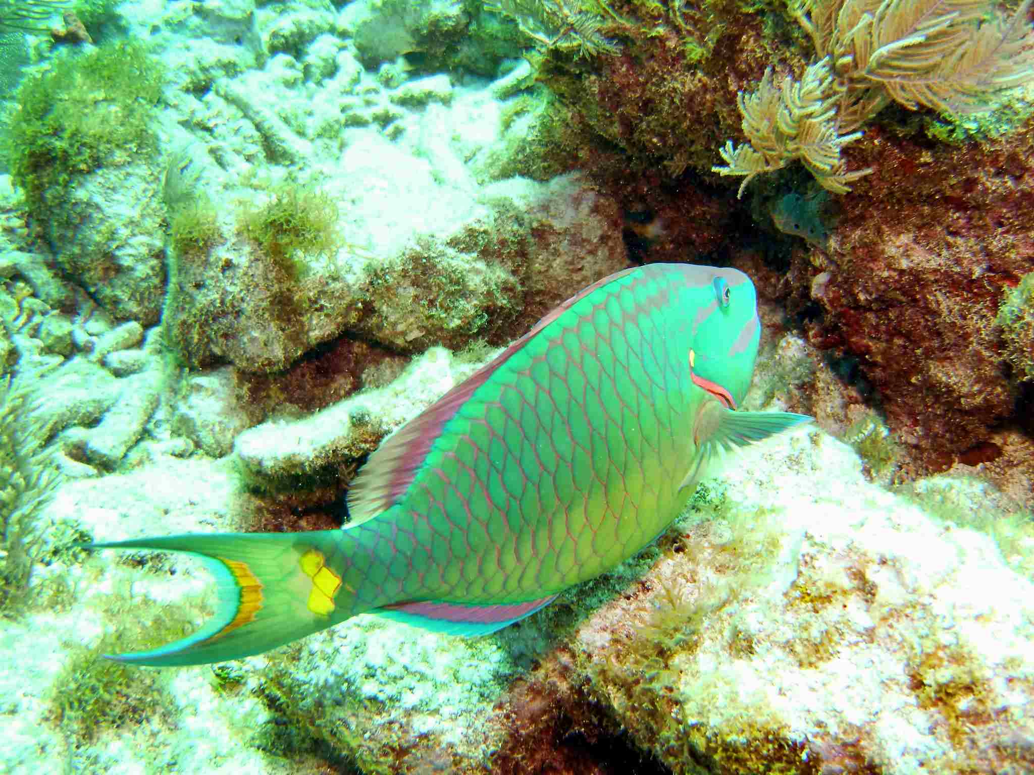 What Eats a Parrotfish: Excretion of White Sand is an Ecological Role Attributed to Parrotfish (Credit: Greg Grimes 2009 .CC BY-SA 2.0.)
