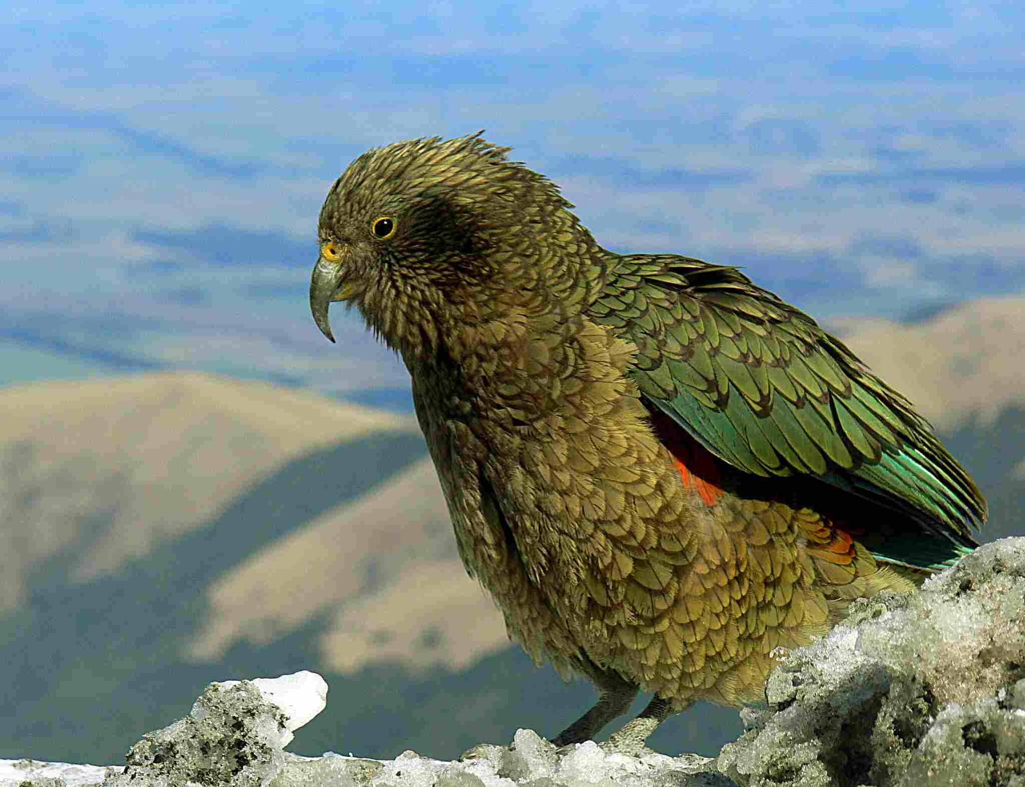 What Eats Parrots: Over 50 Percent of Living Parrot Species are Endangered (Credit: Bernard Spragg. NZ 2007, Uploaded Online 2013)