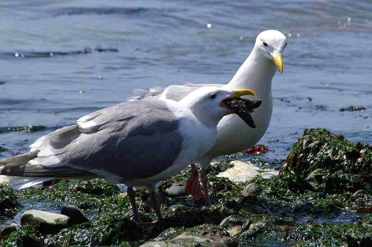 What Eats a Starfish: Seagulls are Known to Prey On Starfish (Credit: Minette Layne 2006 .CC BY 2.0.)