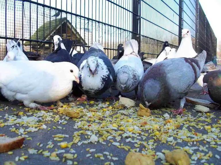 What Can You Feed Pigeons? 13+ Best Foods for Pigeons Discussed