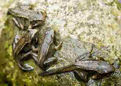 What Do Froglets Eat? Exploring The Diet of Froglets