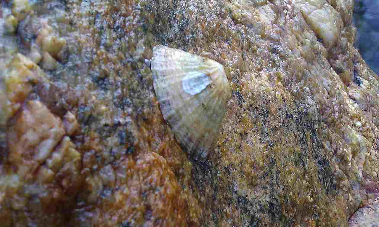 What is a Limpet: Limpets May Resemble a Small, Conical Piece of Rock (Credit: Valugi 2011 .CC BY-SA 3.0.)