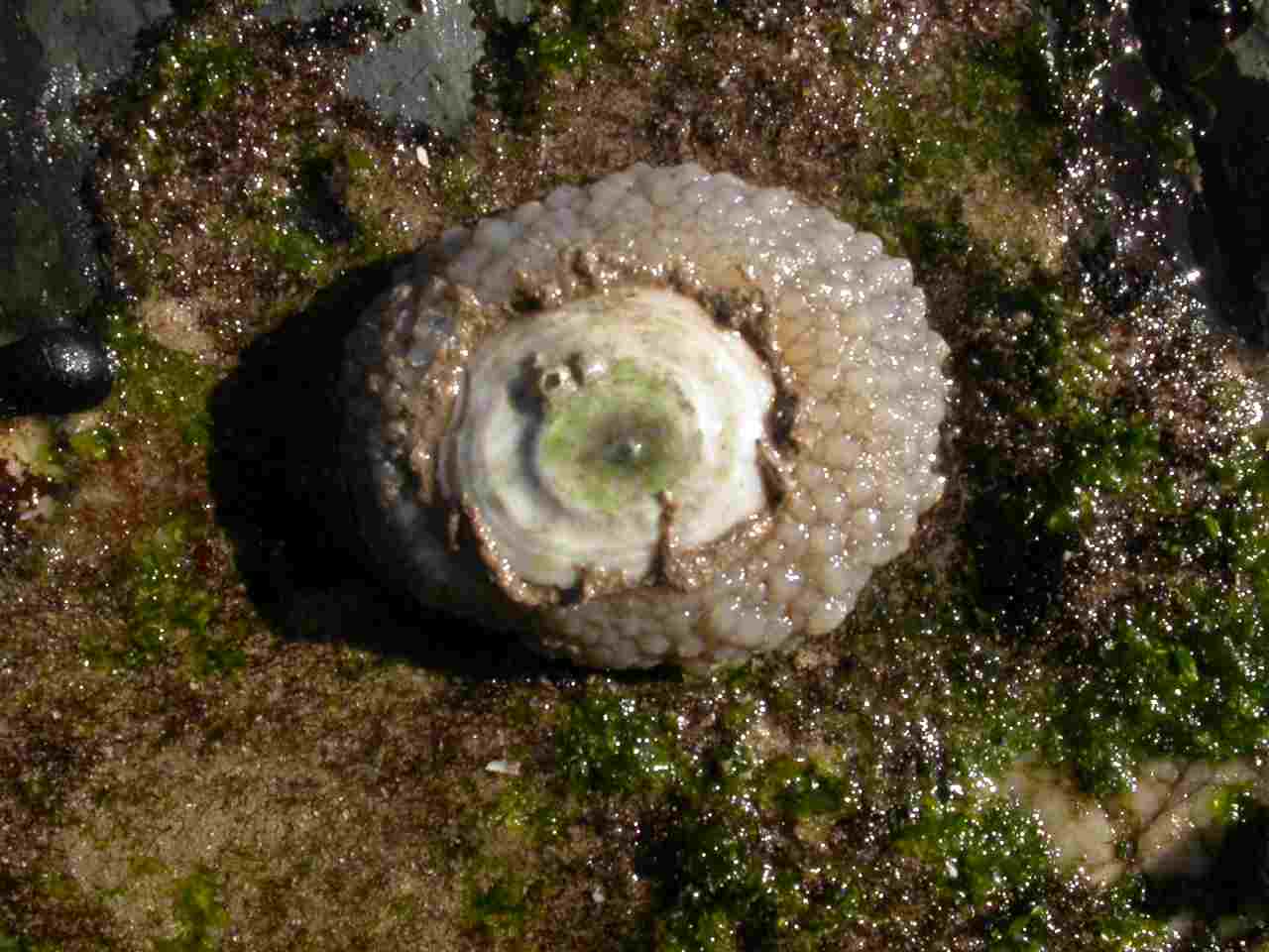 What is a Limpet: False Limpet Shells are Present in Umbrella Slugs (Credit: Harry Rose 2013 .CC BY 2.0.)