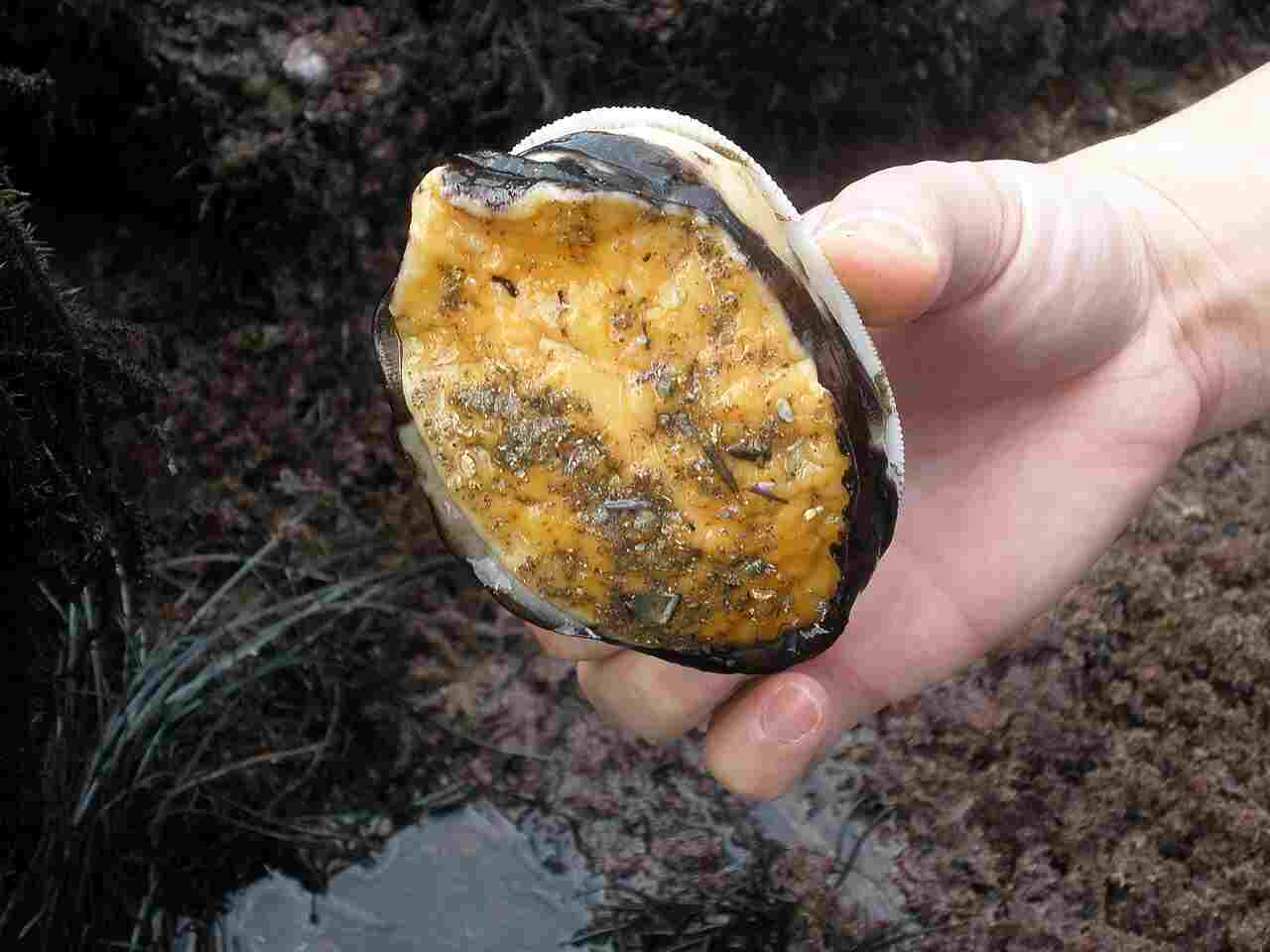 What is a Limpet: To Stick to Rocks, Limpets Use Their Broad, Muscular Foot (Credit: Bibliomaniac15 2010 .CC BY 3.0.)