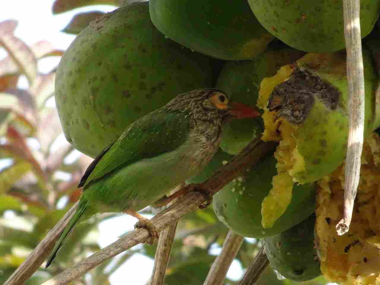 What Do Parrots Eat in the Wild: Papayas are Eaten by Wild Parrots, Among Other Birds (Credit: Achat1999 2018 .CC BY-SA 4.0.)
