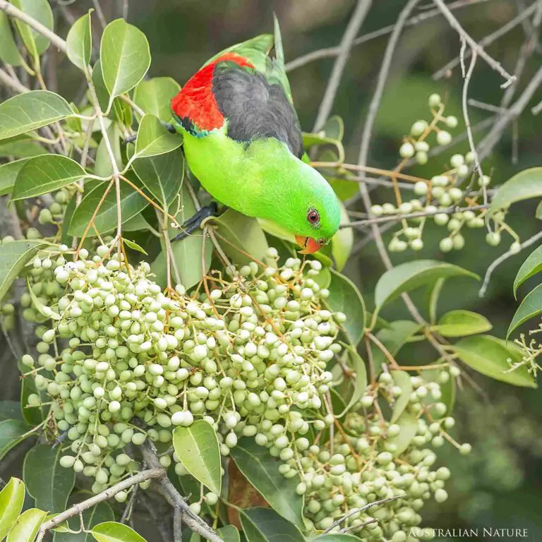 What Do Parrots Eat in the Wild? Exploring Parrots’ Diet in the Wild