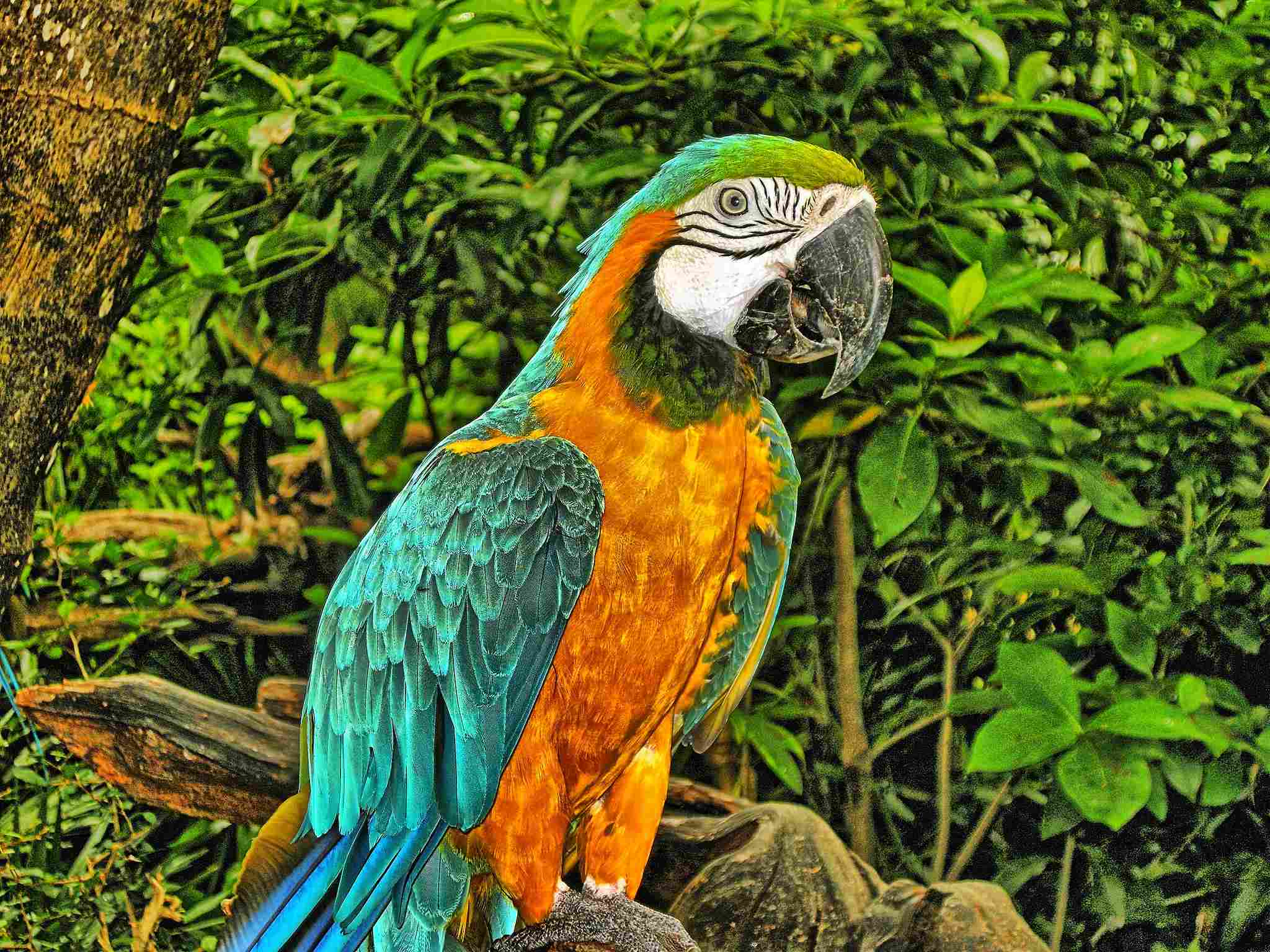What Do Parrots Eat in the Wild: Rainforests are the Most Common Habitats for Parrots (Credit: Kirt Edblom 2012, Uploaded Online 2014 .CC BY-SA 2.0.)