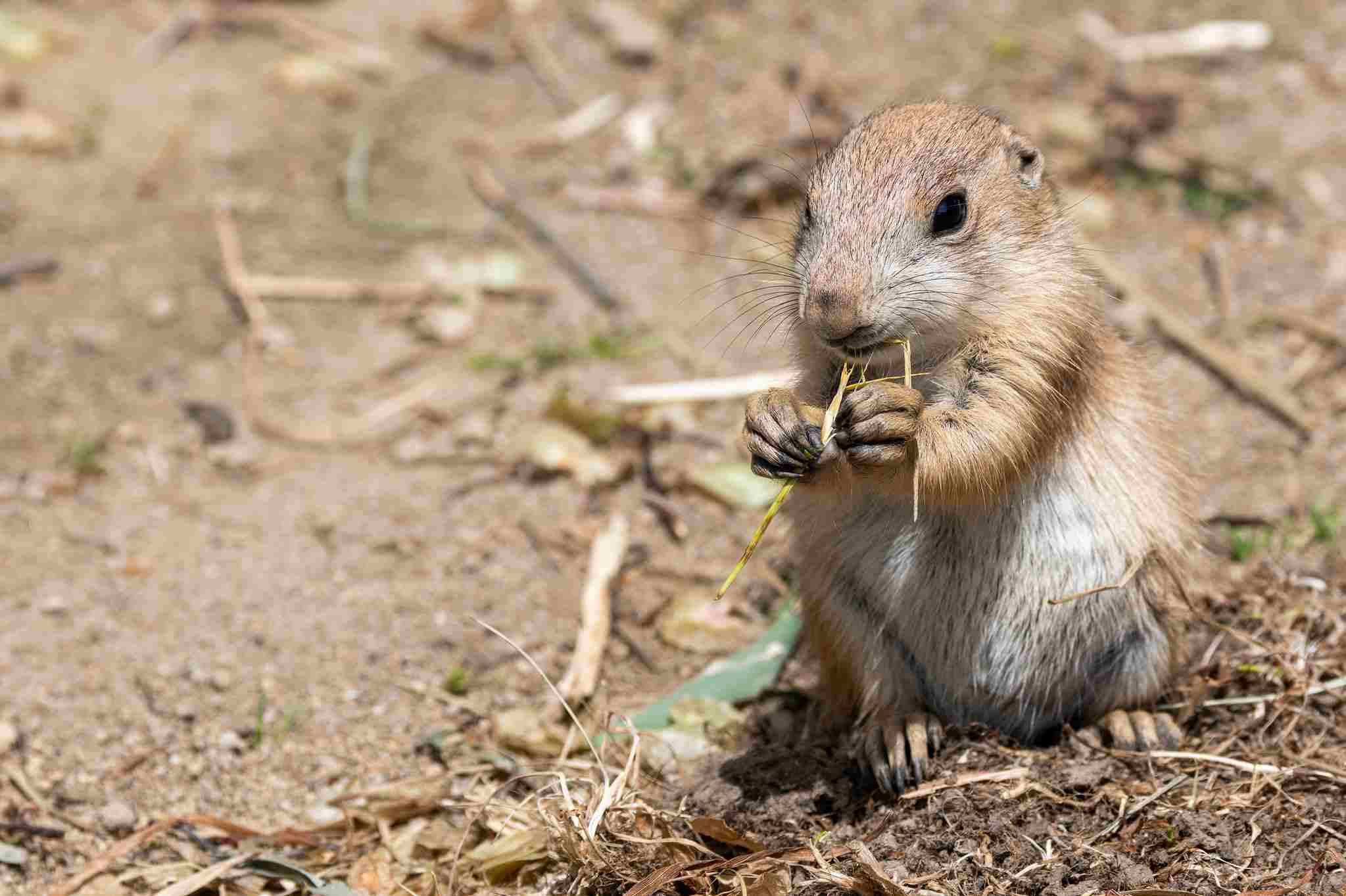 What Do Prairie Dogs Eat: Foliage from Grasses, Shrubs and Forbs Serves. Food for Prairie Dogs (Credit: Eric Kilby 2017, Uploaded Online 2018 .CC BY-SA 2.0.)