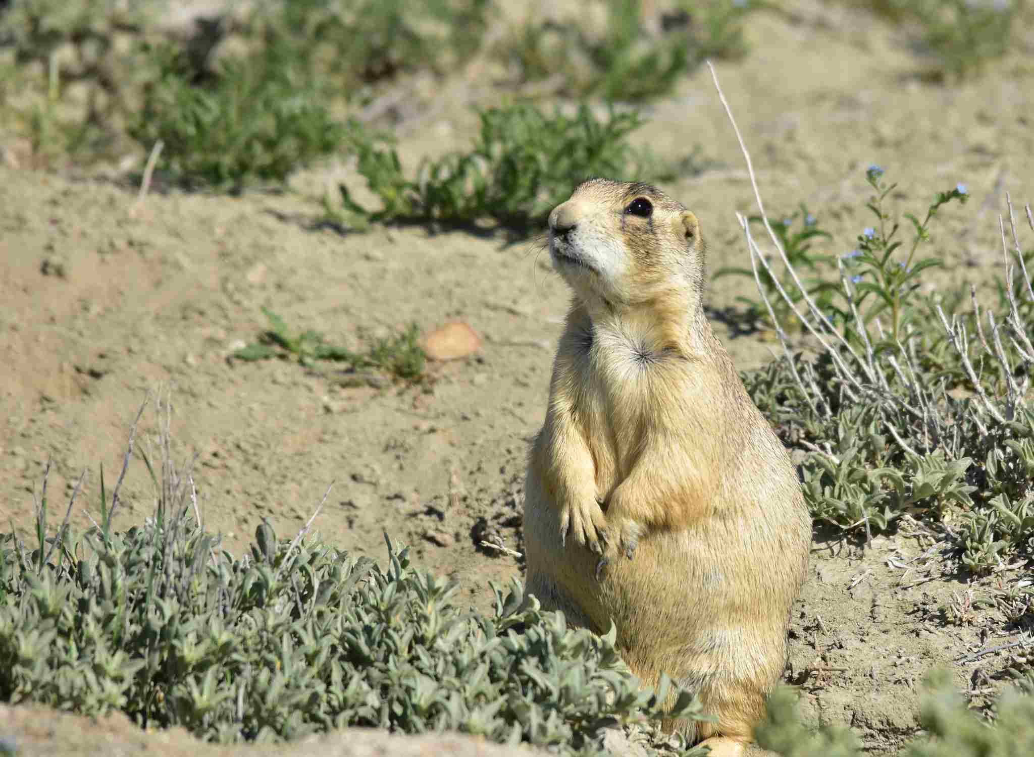 What Do Prairie Dogs Eat: Semiarid and Arid Ecoregions are Home to Prairie Dogs (Credit: USFWS Mountain-Prairie 2017 .CC BY 2.0.)