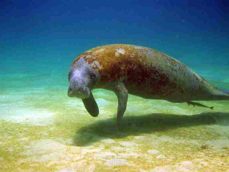 What is a Primary Consumer: Coastal Mammals like Manatees are Primary Consumers in the Ocean (Credit: U.S. Fish and Wildlife Service Southeast Region 2007 .CC BY 2.0.)