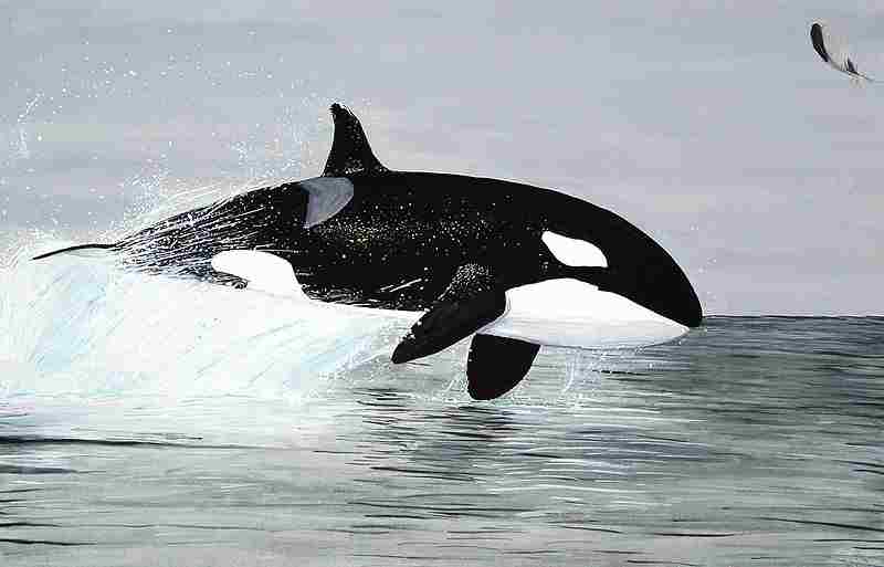 What is a Quaternary Consumer: Orcas are Quaternary Consumers in Marine Ecosystems (Credit: birdy 2006 .CC BY-SA 3.0.)