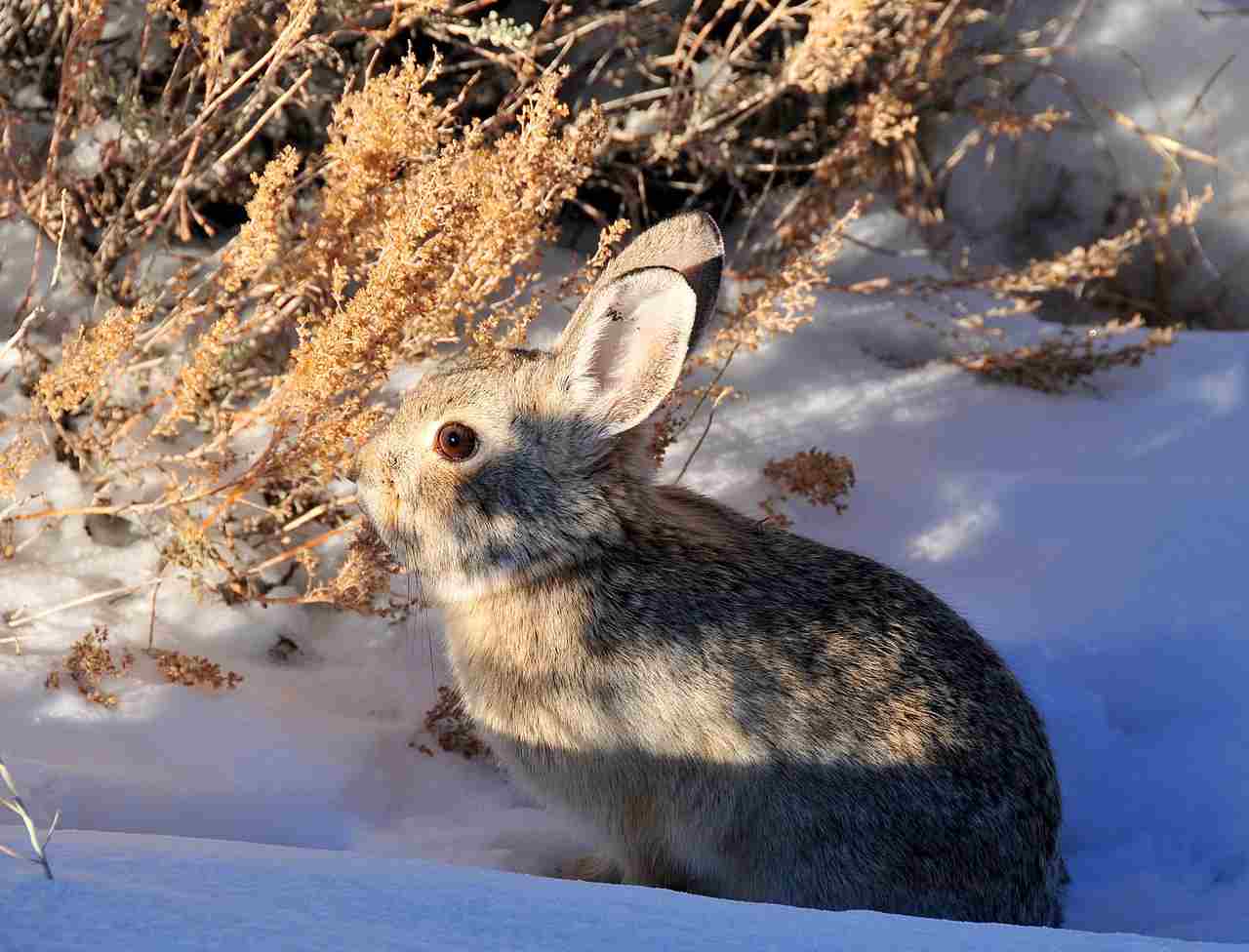 What Do Rabbits Eat in the Winter: Pine Needles and Twigs Can be Consumed by Rabbits in Winter (Credit: USFWS Mountain-Prairie 2013 .CC BY 2.0.)