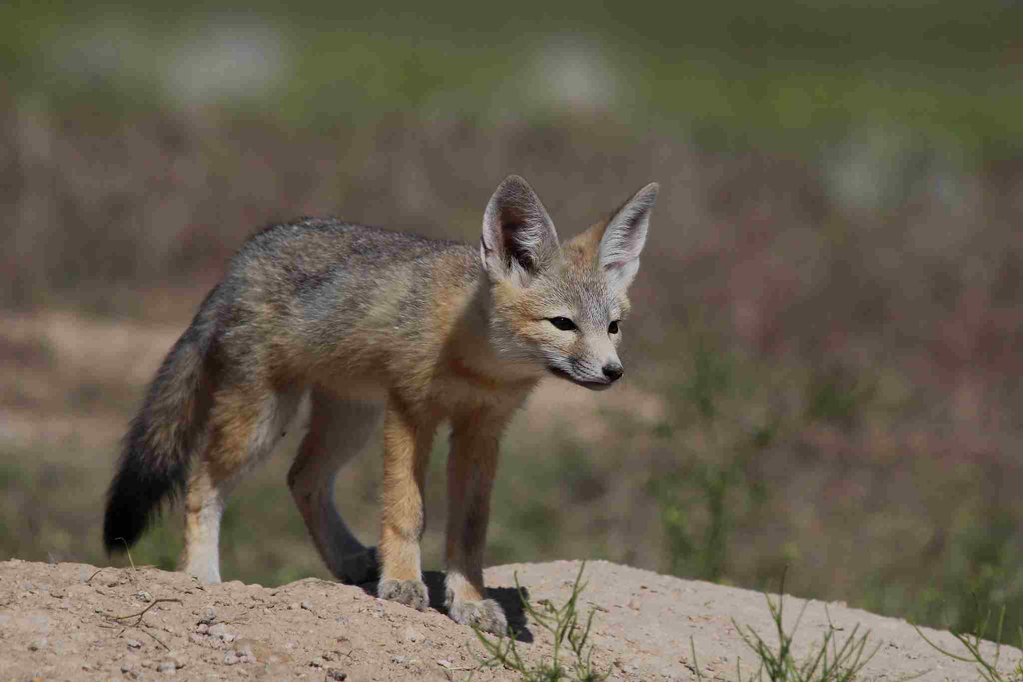 What Do Rabbits Eat in the Winter: Kit Foxes Prey On Rabbits in the Desert (Credit: Bureau of Land Management - Utah 2015, Uploaded Online 2016)