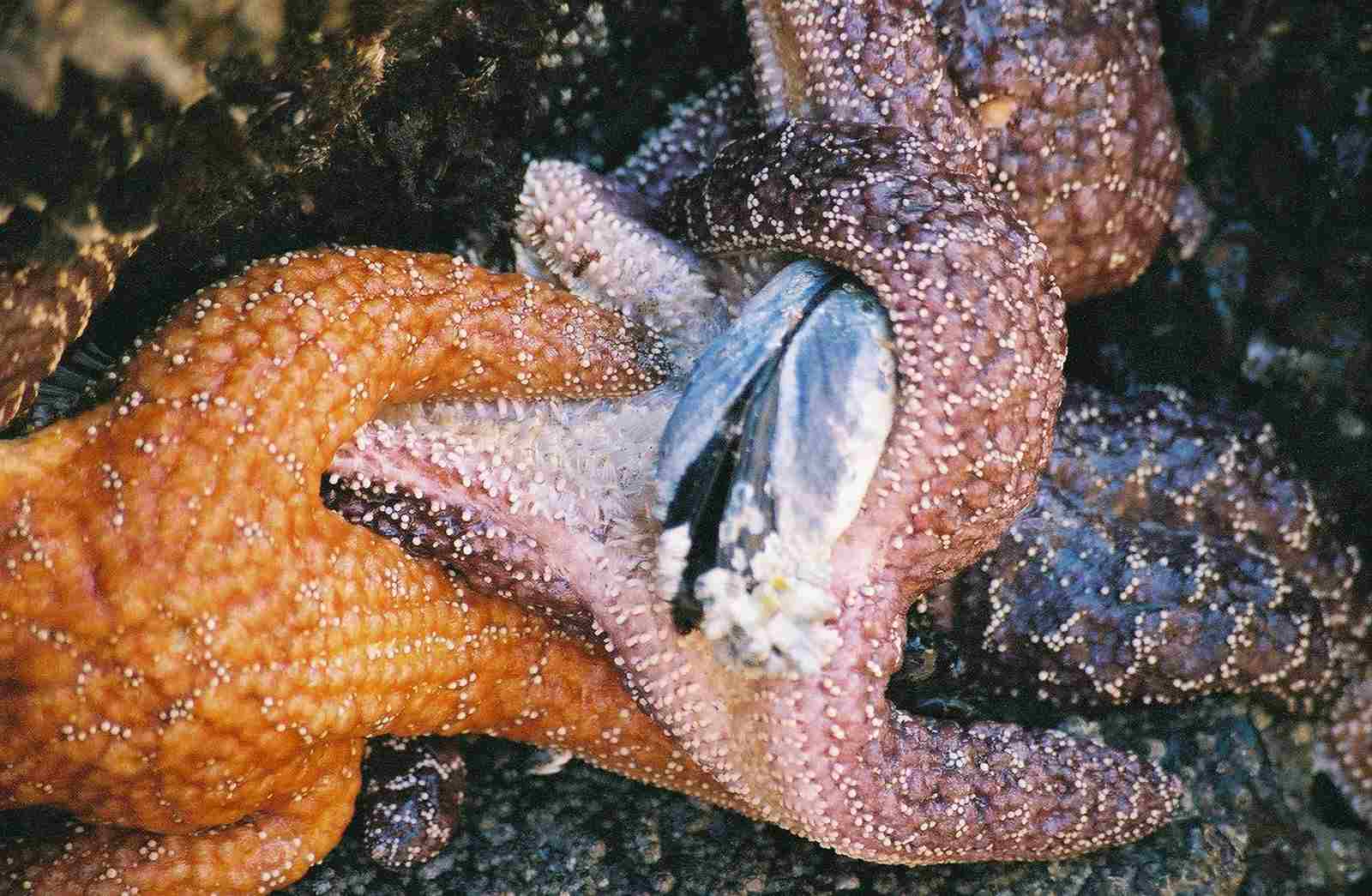 What Do Starfish Eat: Starfish Consume Prey Like Oysters Through External Digestion (Credit: Genevieve Casey 2006 .CC BY 2.0.)