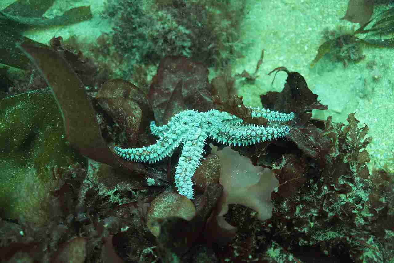 What Do Starfish Eat: While They May Thrive in Kelp Forests, Starfish do Not Usually Consume Kelps (Credit: HannahHawke 2015 .CC BY-SA 2.0.)