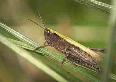 What Type of Consumer is a Grasshopper?: Most Grasshoppers are Herbivores Because They Rely Directly On Plants for Food (Credit: hedera.baltica 2021 . CC BY-SA 2.0 .)