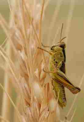 What Type of Consumer is a Grasshopper?: Wheat is One of Plants Which Grasshoppers Commonly Eat (Credit: USDA NRCS Montana 2005, Uploaded Online 2017)