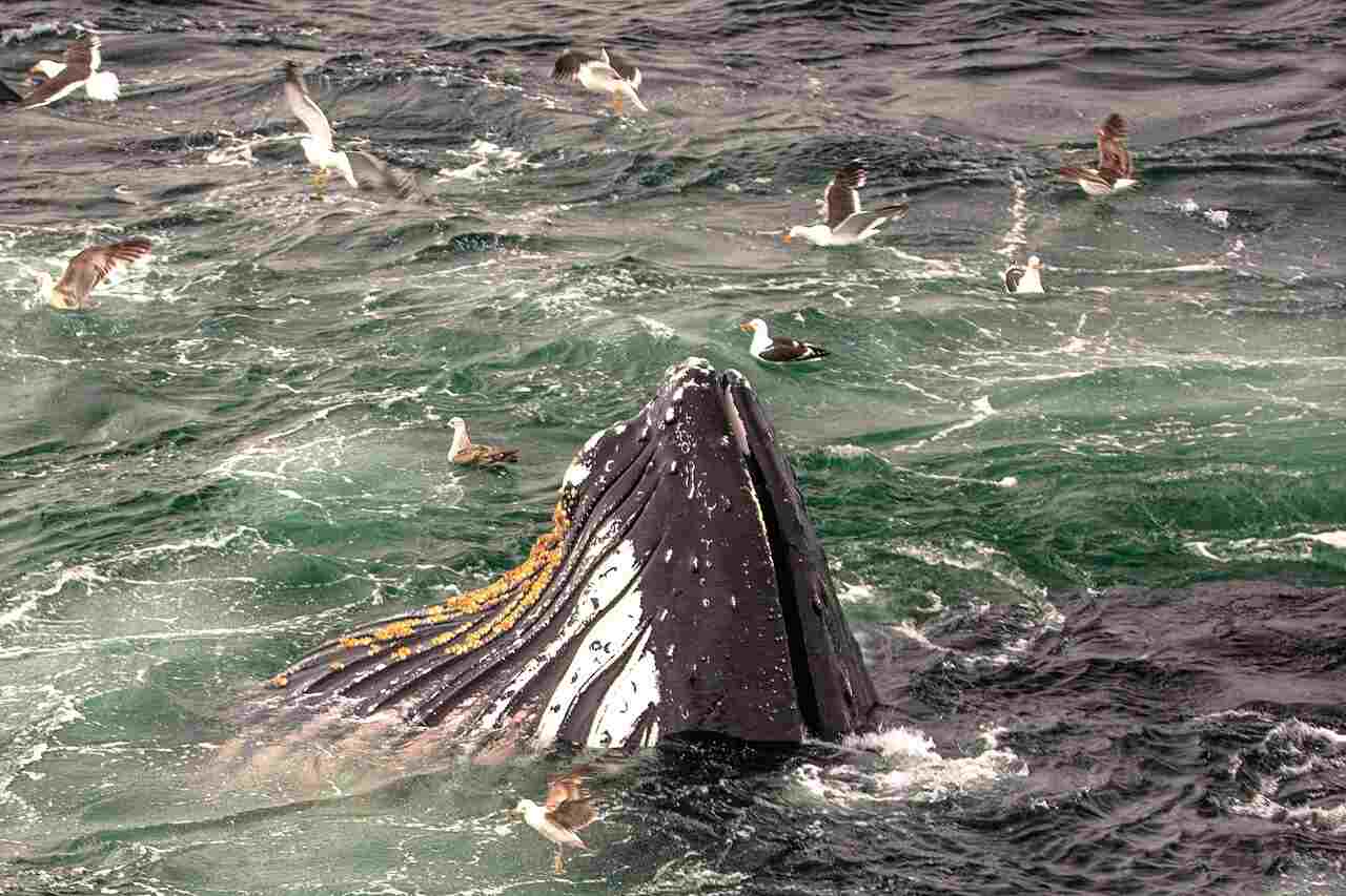 What Do Whales Eat in The Ocean: Whales May Prey On Seabirds like Albatrosses and Gulls (Credit: Murray Foubister 2015 .CC BY-SA 2.0.)