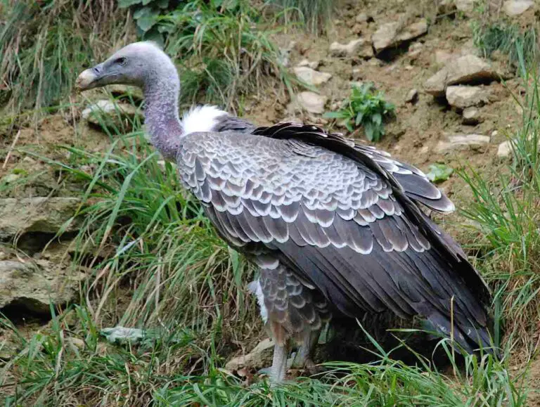 What Type of Consumer is a Vulture? Role and Importance of Vultures in Ecosystems