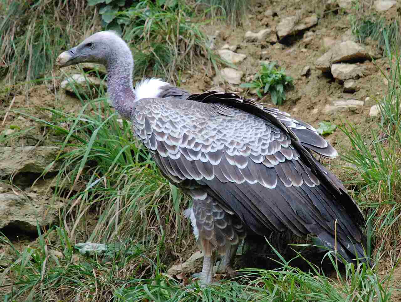 What Type of Consumer is a Vulture: Due to inability to Manufacture Their Own Food (Like Plants), Vultures Cannot be Classified as Producers (Credit: Matthias Zepper 2007 .CC BY-SA 3.0.)