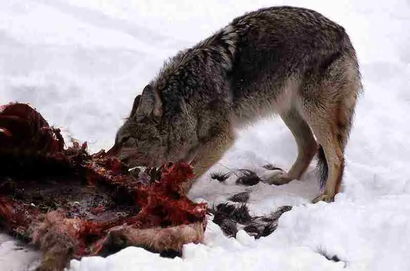 What Type of Consumer is a Coyote: Other Organisms are the Main Food Sources for Coyotes (Credit: Jim Peaco 1989)
