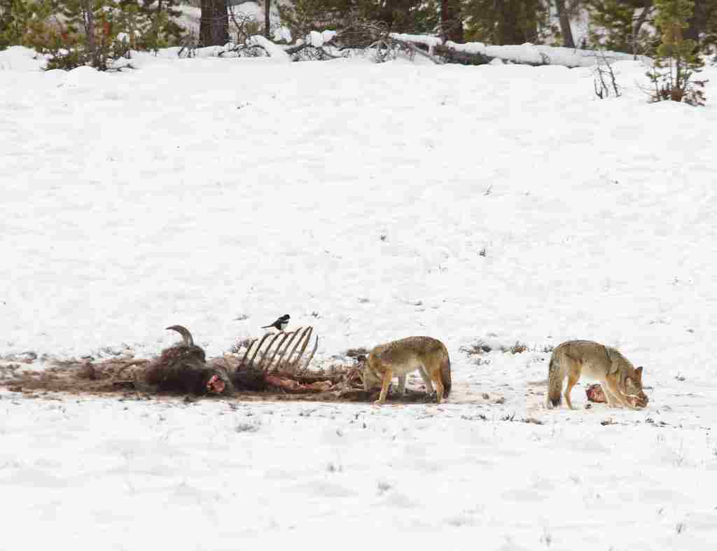 What Type of Consumer is a Coyote: Due to Their Adaptable Nature, Coyotes may Feed on the Carcasses of Other Animals (Credit: Yellowstone National Park 2015
