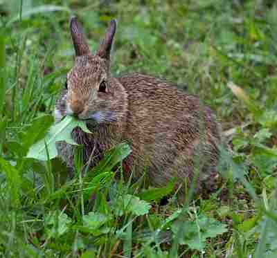 What Type of Consumer is a Rabbit: Because Rabbits Feed Mostly on Plants, they are Primary Consumers (Credit: Watts 2016 .CC BY 2.0.)