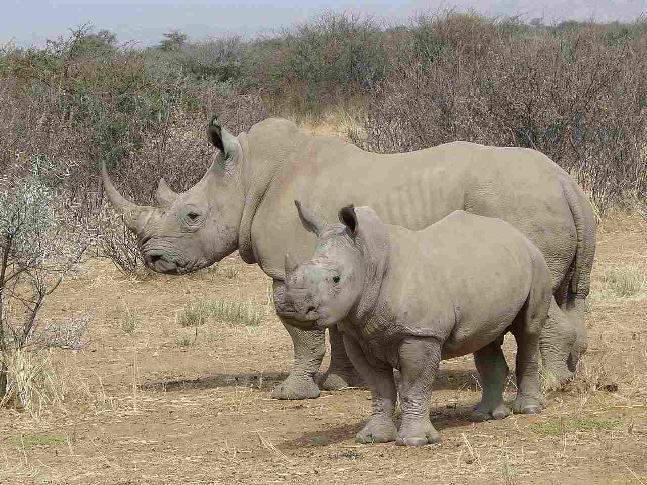 White Rhino Vs Black Rhino: White Rhinos Grow Larger at Maturity Than Black Rhinos, On Average (Credit: Zigomar 2008 .CC BY-SA 3.0.)