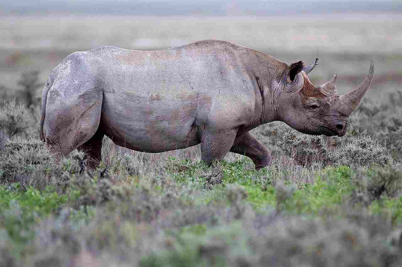 White Rhino Vs Black Rhino: Both White and Black Rhinos are Solitary in Nature (Credit: Yathin S Krishnappa 2012 .CC BY-SA 3.0.)