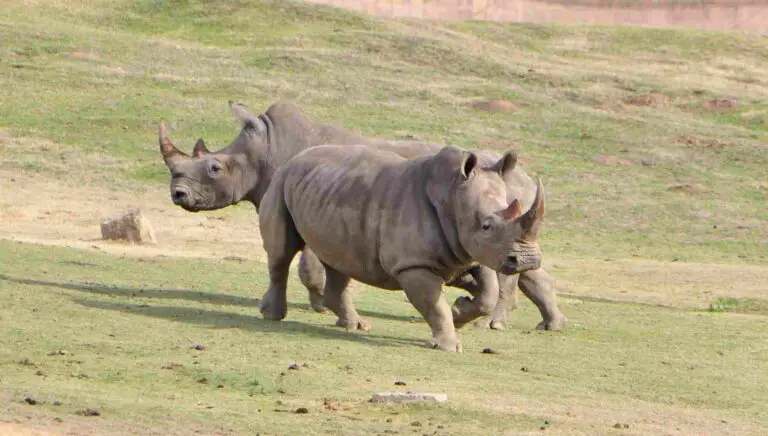 White Rhino Vs Black Rhino Size, Weight, Ecological Comparison
