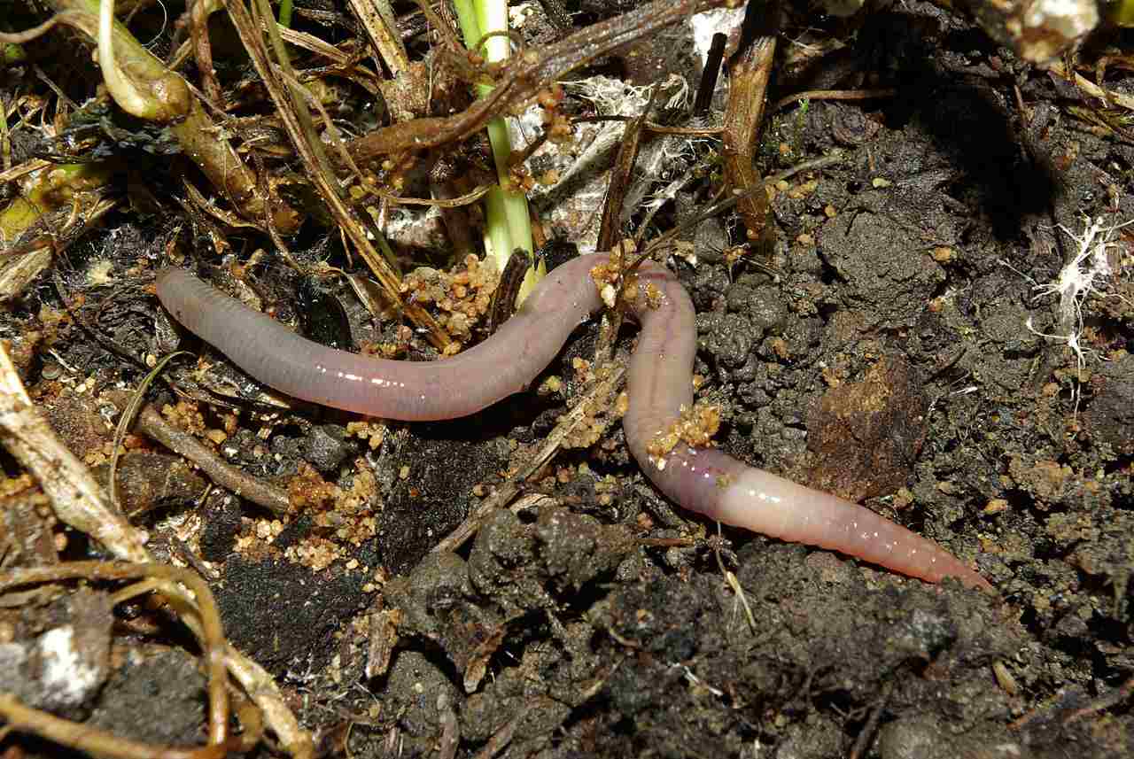 Why are Decomposers Important: Nutrients for Producers like Plants, are Released by the Activities of Decomposers, and Detritivores like Earthworms (Credit: David Perez 2010 .CC BY 3.0.)