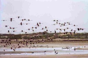 Why Estuaries Are Important: Several Migratory Bird Species Use Estuaries As Stopover Sites (Credit: Jerzystrzelecki 2002 .CC BY 3.0.)