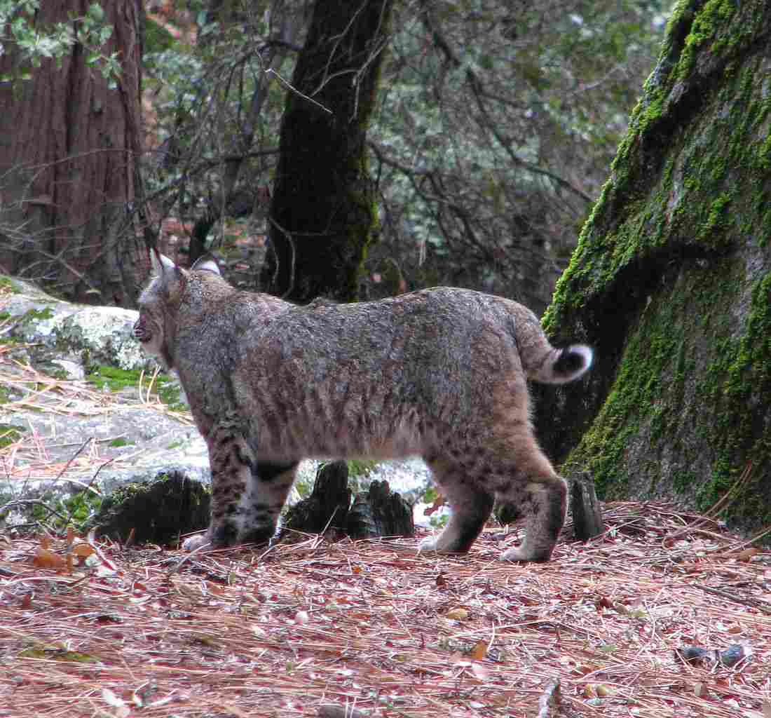 Wildcat Vs Bobcat: In Terms of Size, Bobcats Slightly Exceed Wildcats (Credit: Rennett Stowe 2008 .CC BY 2.0.)
