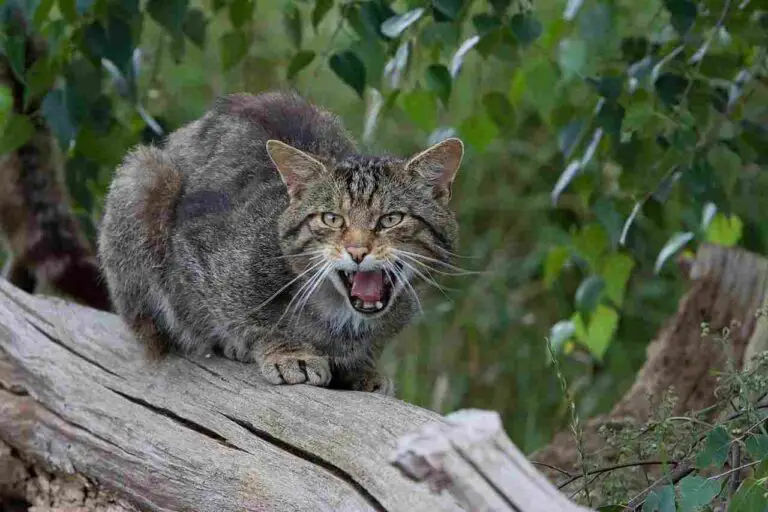 Wildcat Vs Bobcat Size, Weight, Ecological Comparison