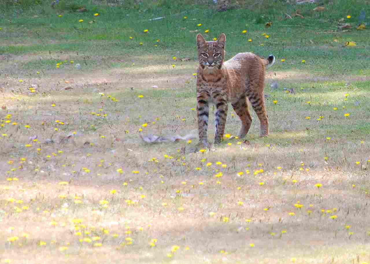 Wildcat Vs Bobcat: Various Ecosystems are Inhabited by Bobcats (Credit: Tgranillo 2012 .CC BY-SA 3.0.)
