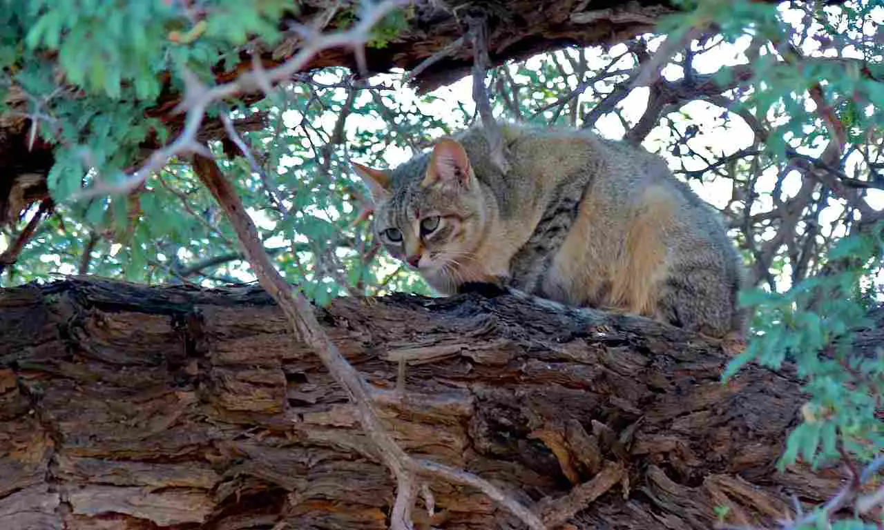 Wildcat Vs Bobcat: Wildcat Populations are Impacted by Human Activities (Credit: Bernard DUPONT 2011 .CC BY-SA 2.0.)