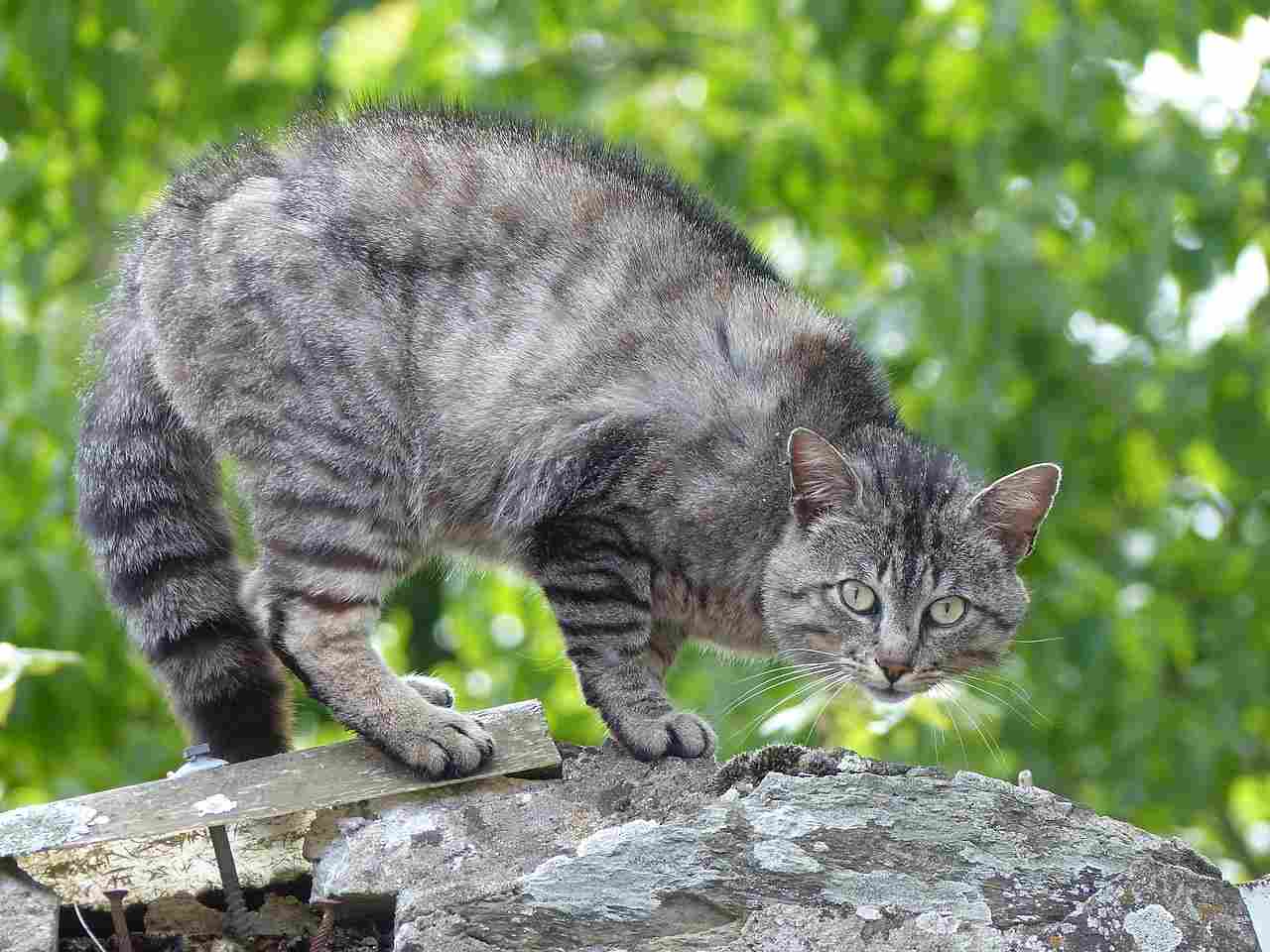 Wildcat Vs Domestic Cat: Superior Predatory Adaptations Place Wildcats Ahead of Domestic Cats (Credit: Tsaag Valren 2019 .CC BY-SA 4.0.)