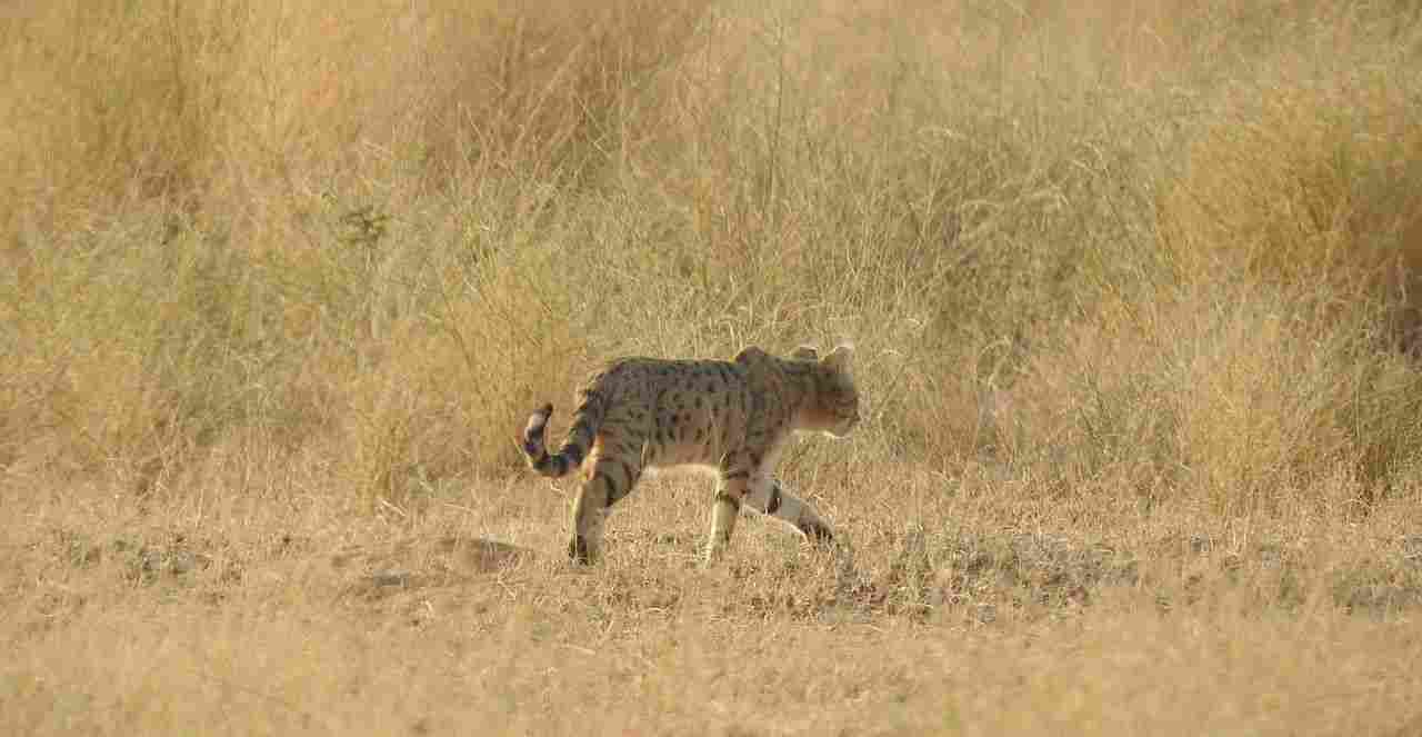 Wildcat Vs Domestic Cat: Wildcats Can be Found in Grasslands Among Other Habitats (Credit: Raja Bandi 2016 .CC BY-SA 4.0.)