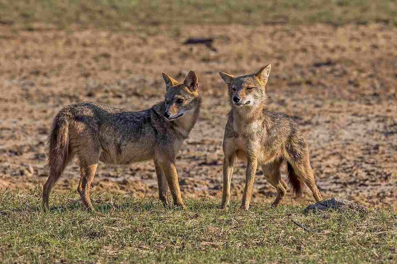 Differences Between Wolves and Coyotes: Both Wolves and Coyotes are Highly Social and Cooperative (Credit: Charles J. Sharp 2022 .CC BY-SA 4.0.)