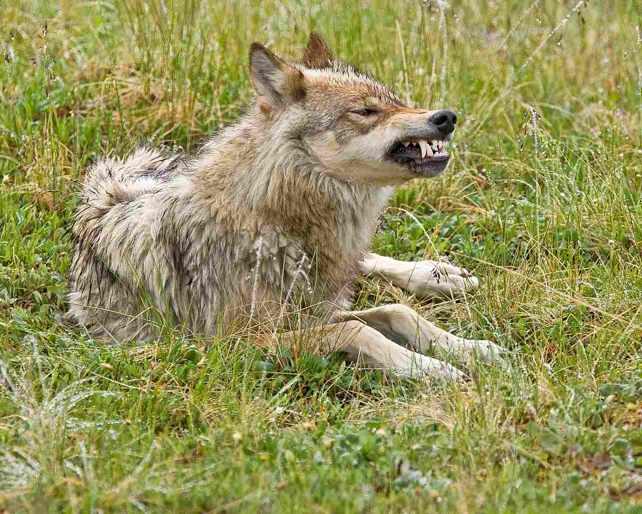 Differences Between Wolves and Coyotes: Dangers Posed by Wolves are Generally Higher than Coyotes (Credit: Denali National Park and Preserve 2010 .CC BY 2.0.)